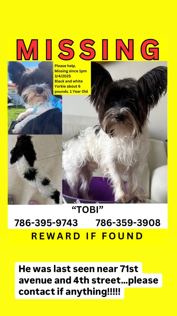 Lost Yorkshire Terrier in Miami, FL