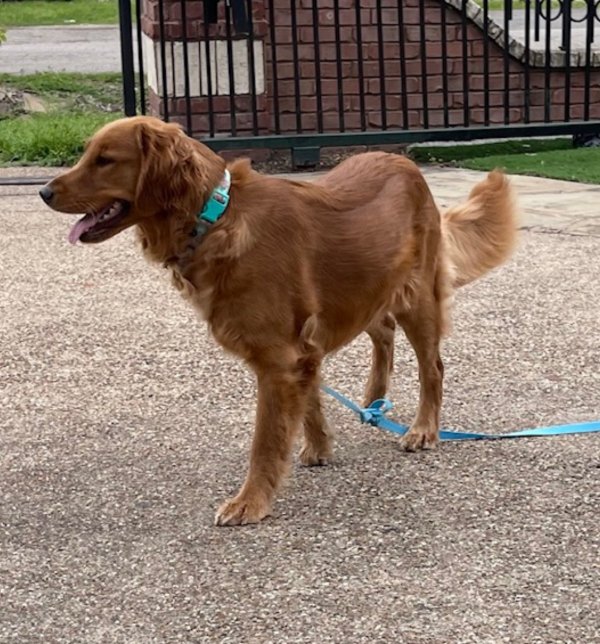 Lost Golden Retriever in Texas