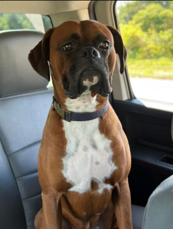 Lost Boxer 