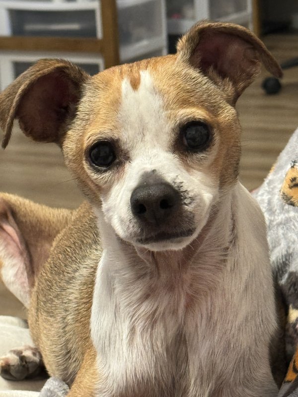 Lost Miniature Pinscher 