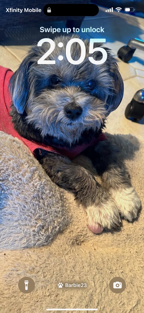 Lost Shih Tzu in Florida