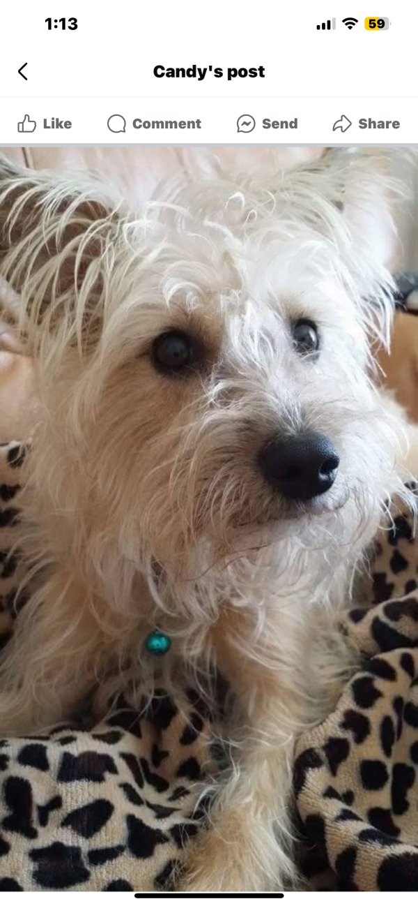 Lost Mutt in Corydon, IN