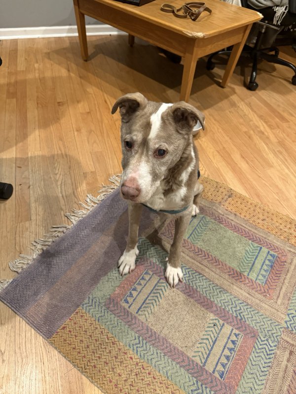 Found Mutt 