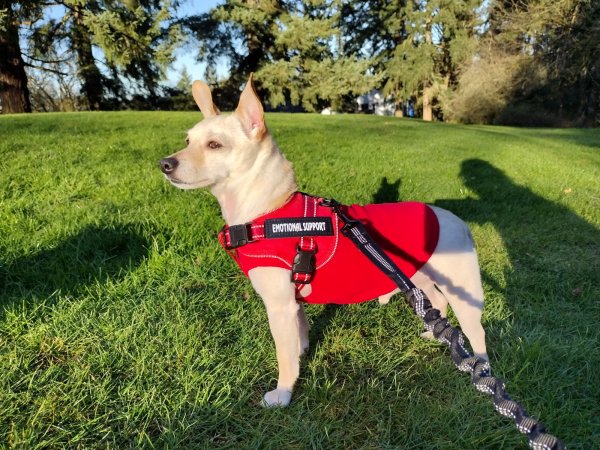 Lost Chihuahua in Issaquah, WA