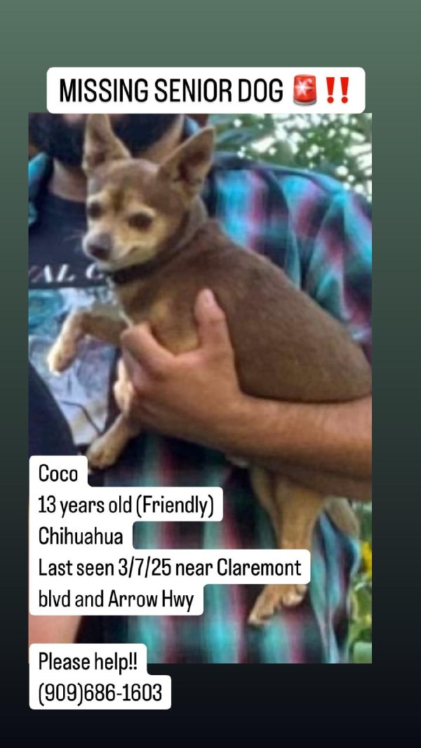 Lost Chihuahua in Claremont, CA