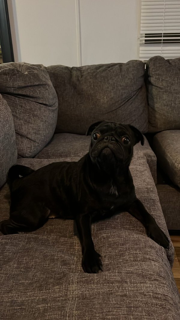 Lost Pug in Plano, Texas