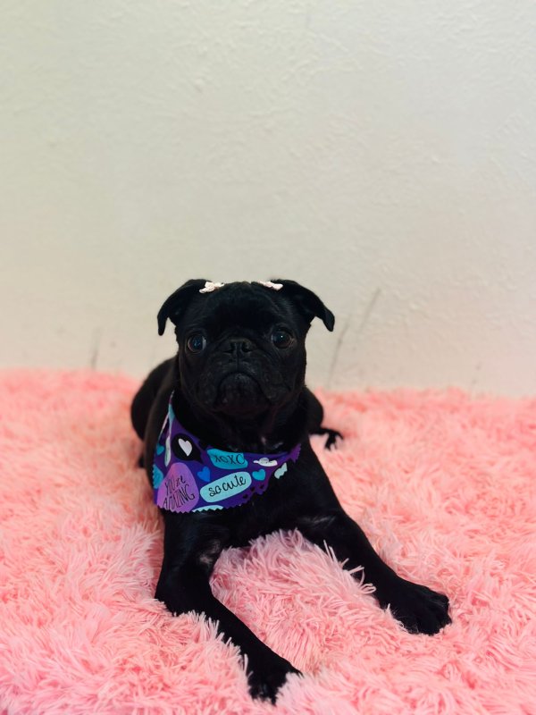 Lost Pug in Plano, Texas