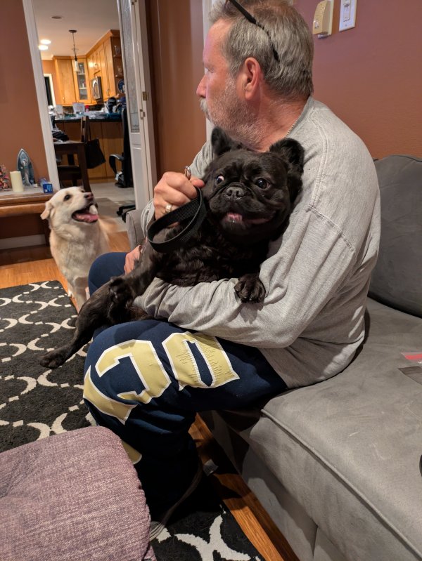 Found French Bulldog in San Pedro, CA