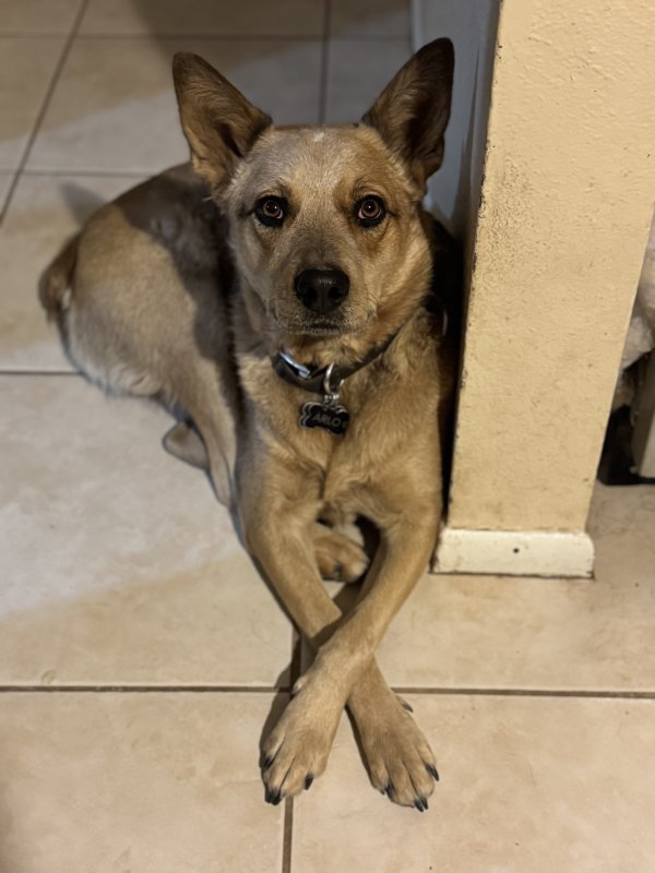 Lost Australian Cattle Dog in Scottsdale, AZ