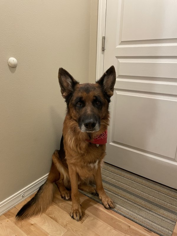 Lost German Shepherd Dog in Meridian, Idaho
