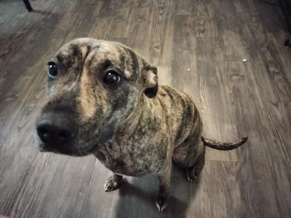 Lost Pit Bull in Texas