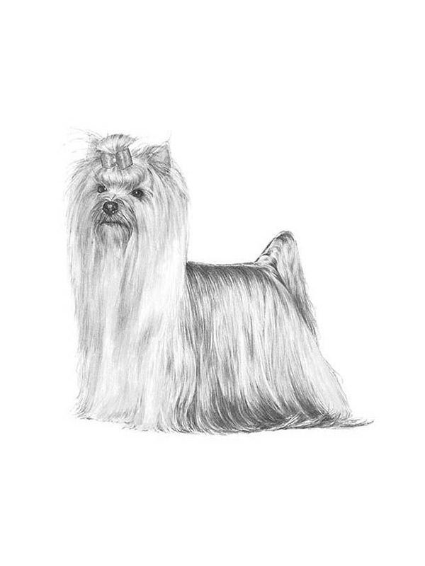 Lost Yorkshire Terrier in California
