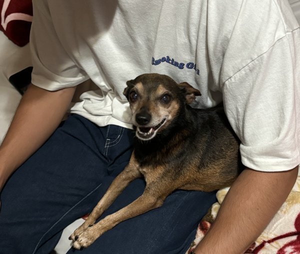 Lost Mutt in California
