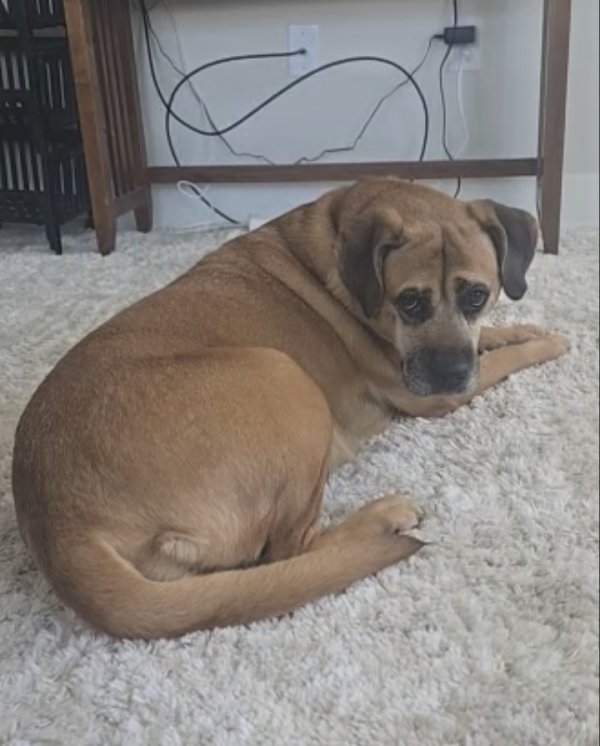 Lost Mutt in Georgia
