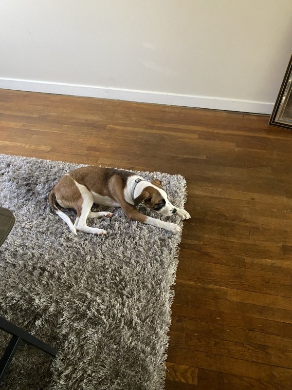 Found Mutt in Harrisburg, Pennsylvania