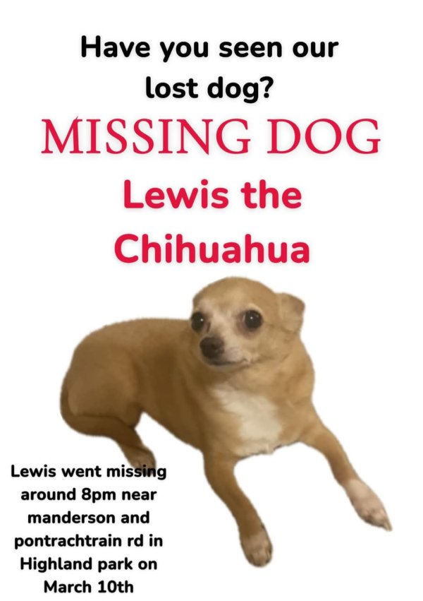 Lost Chihuahua in Michigan
