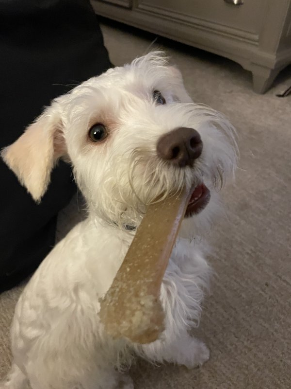 Lost Miniature Schnauzer in Florida