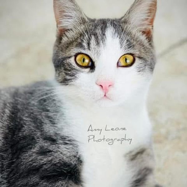 Lost Other in New Port Richey, FL