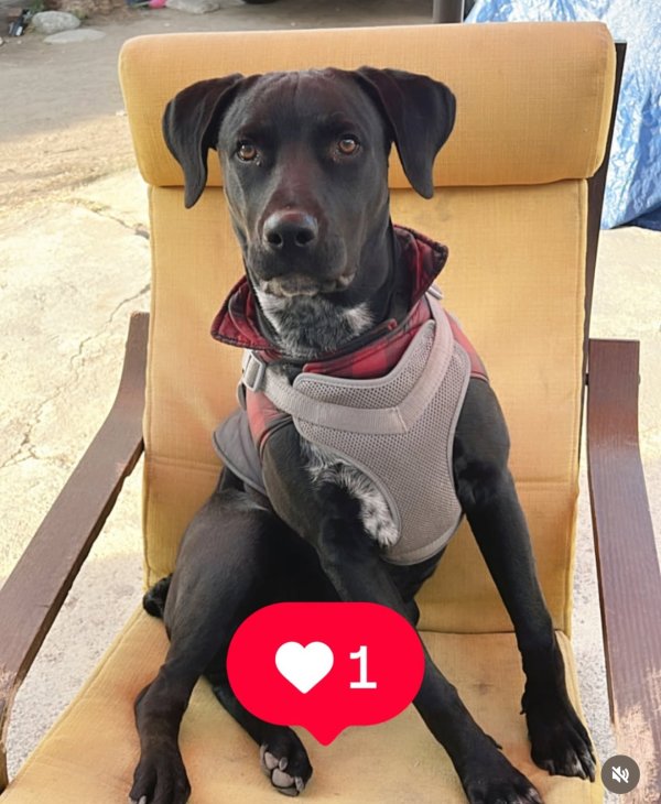 Lost Labrador Retriever in California