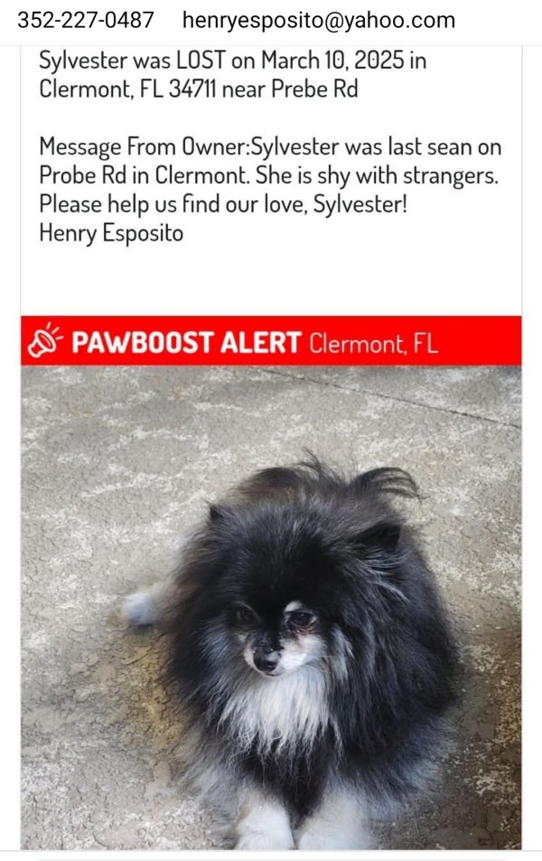 Lost Pomeranian in Florida