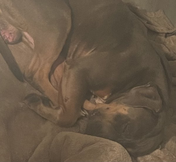 Found Pit Bull in Spring, Texas