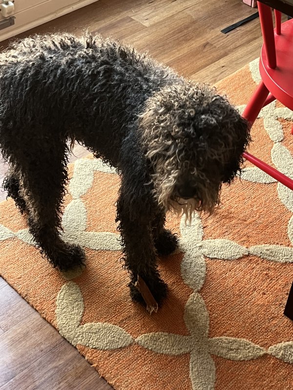 Found Dog in Plano, TX