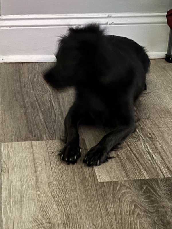 Found Dog in Atlanta, GA