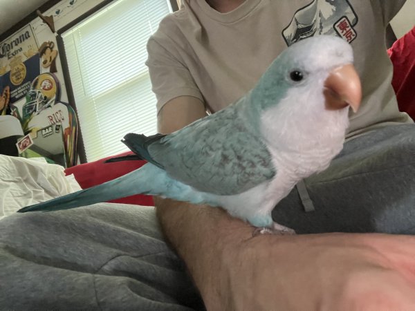 Lost Other in Virginia