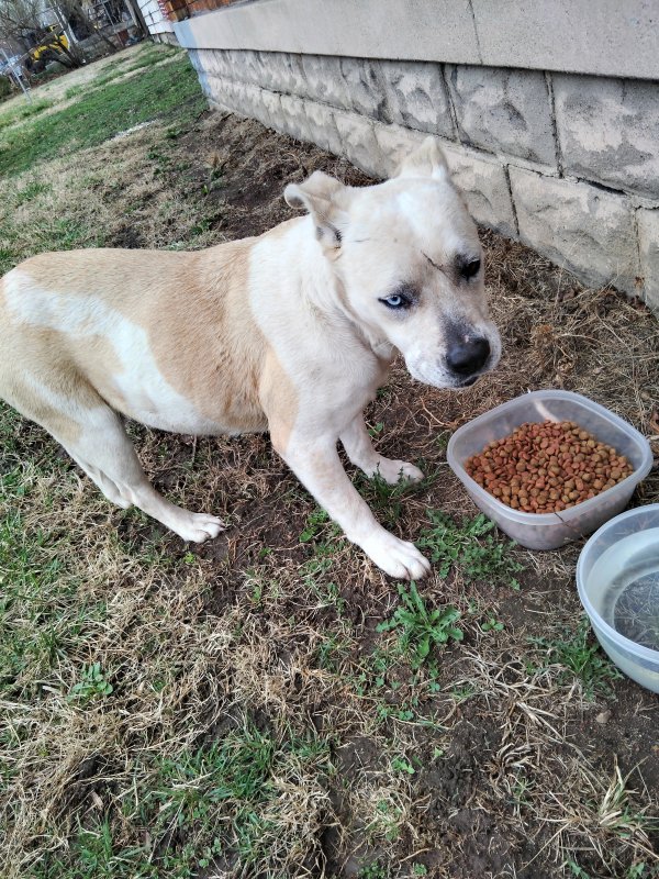Found Bull Terrier in INDIANAPOLIS, Indiana