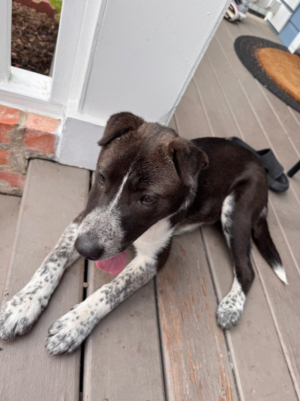Found Border Collie in Texas