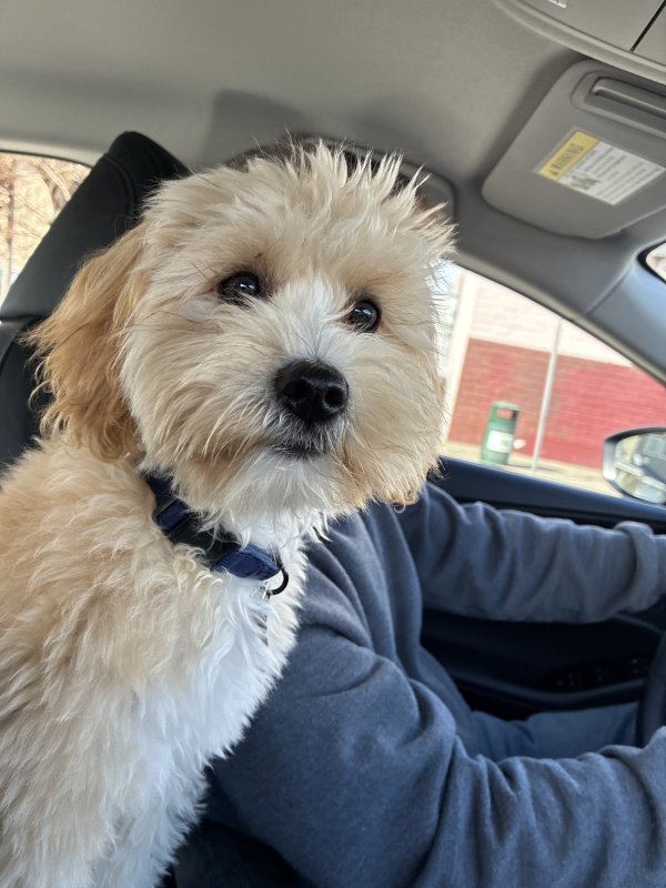 Found Maltese in California