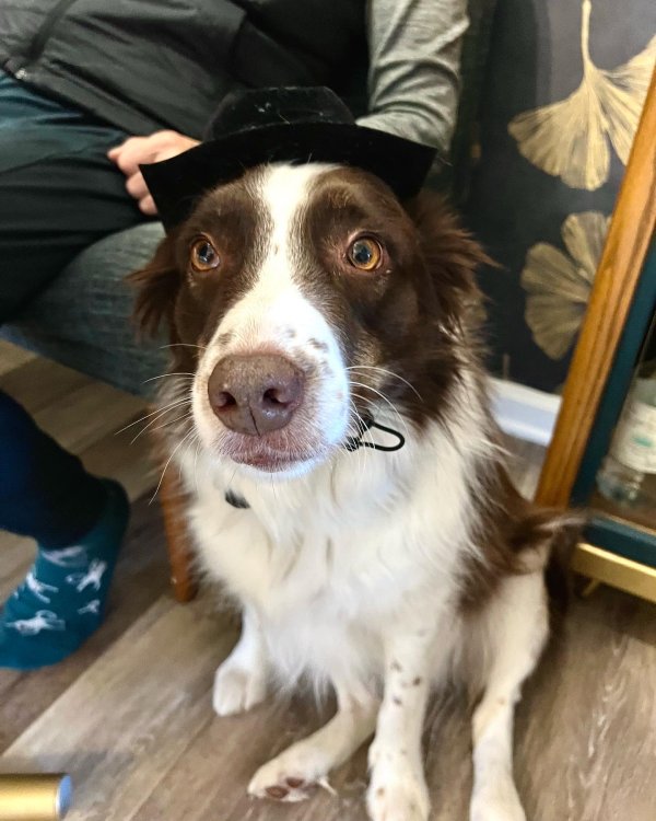 Lost Australian Shepherd in Tennessee