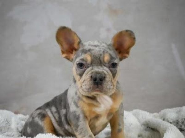 Lost French Bulldog in Miami, Florida