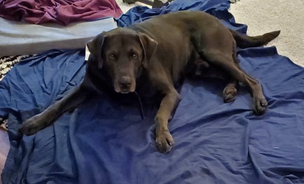 Found Labrador Retriever in Tennessee