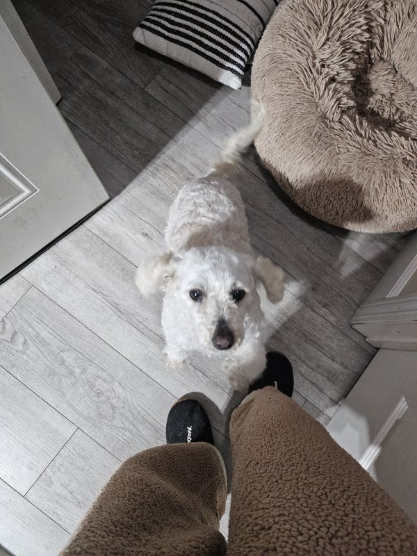 Found Maltese in California