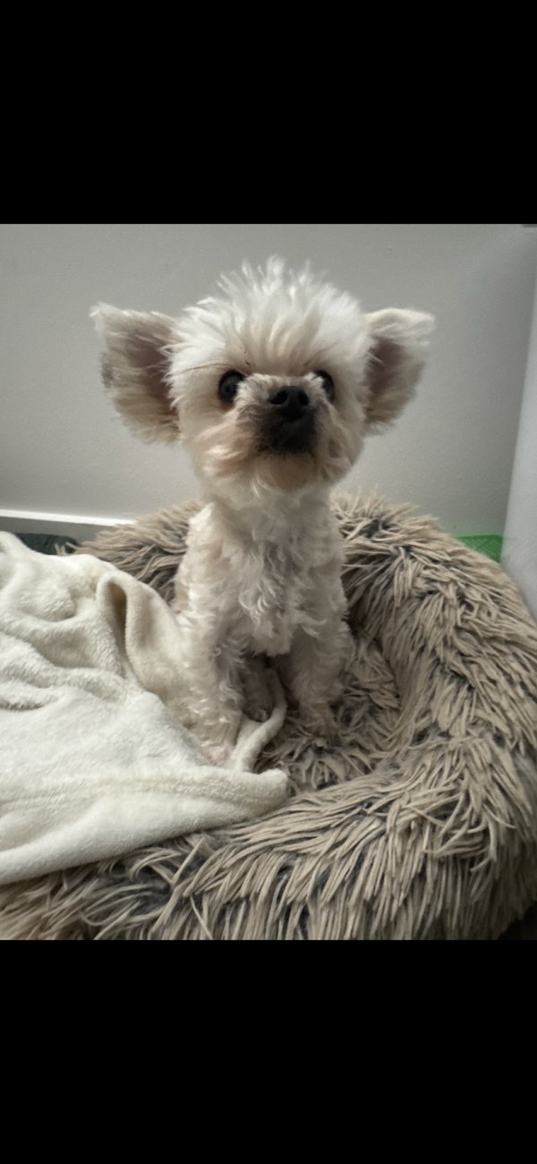 Lost Yorkshire Terrier in Utah