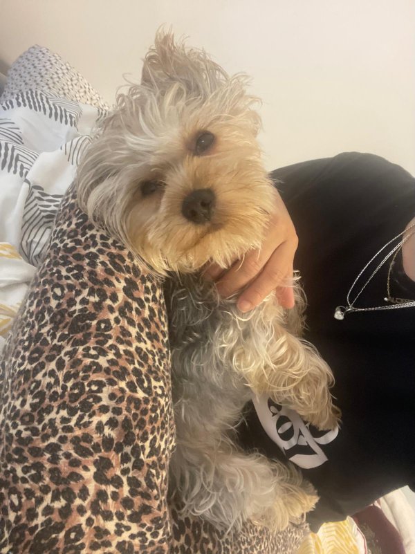 Lost Yorkshire Terrier in Homestead, Florida