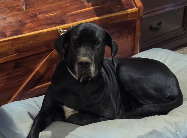 Lost Great Dane in Georgia