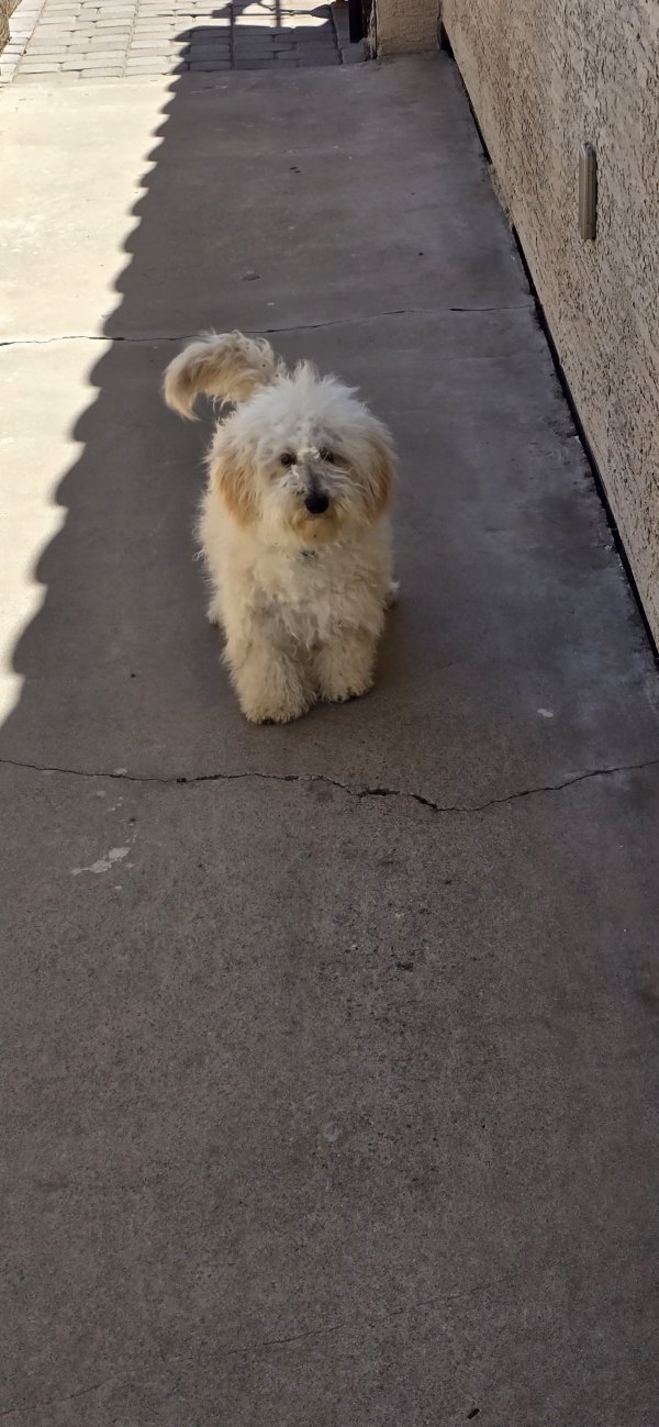 Found Poodle in Arizona