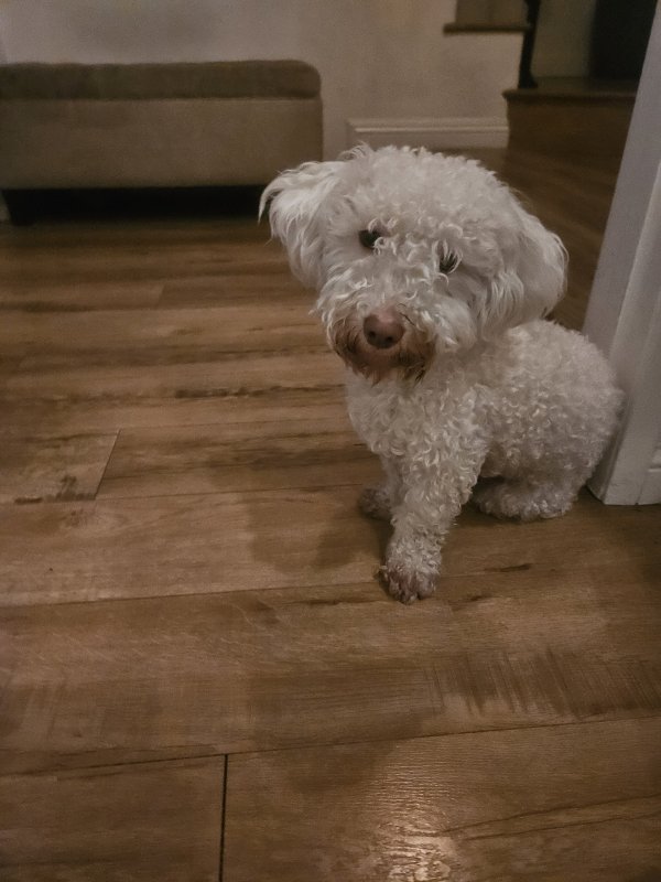 Found Poodle in California