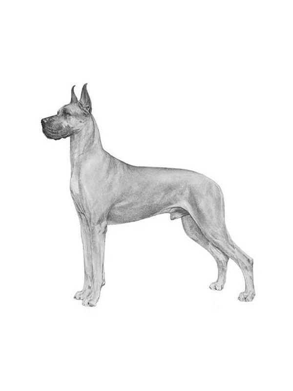 Found Great Dane in California