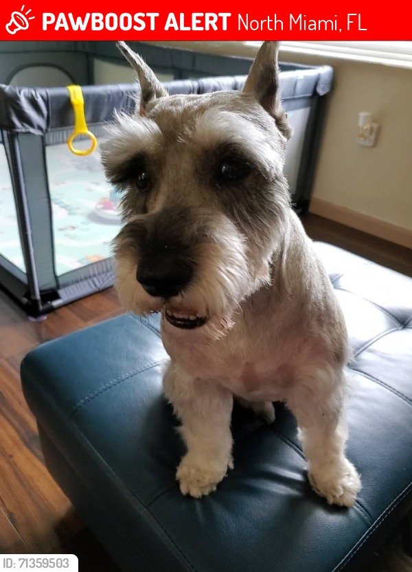 Lost Miniature Schnauzer in Miami, Florida