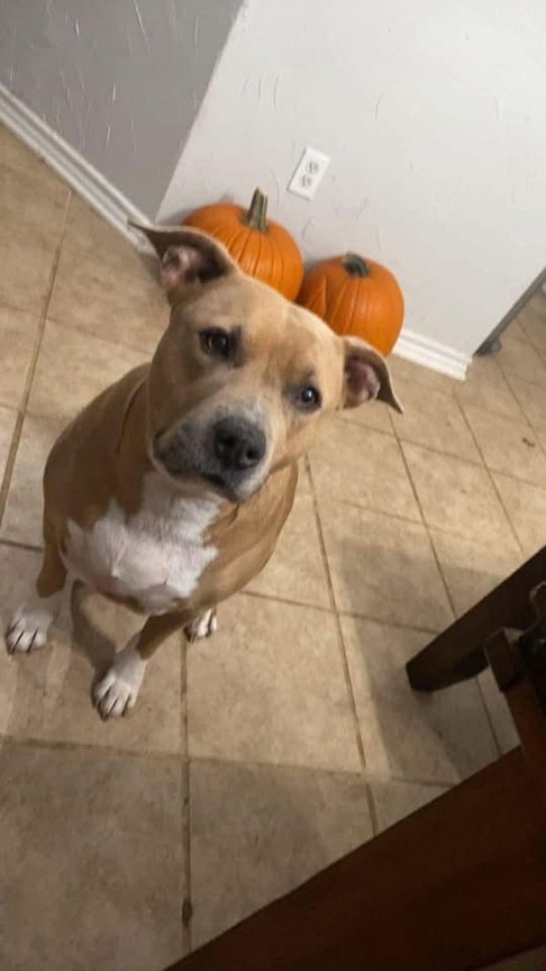 Lost Pit Bull in Texas