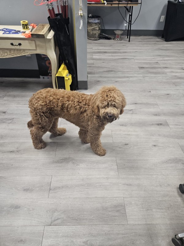 Found Dog in Norfolk, VA