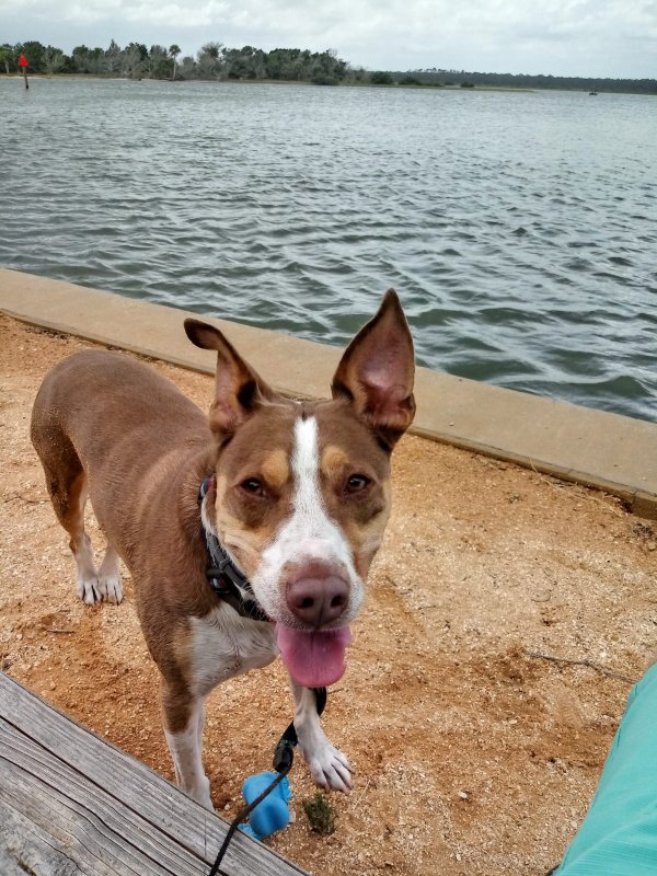 Lost Basenji in Florida