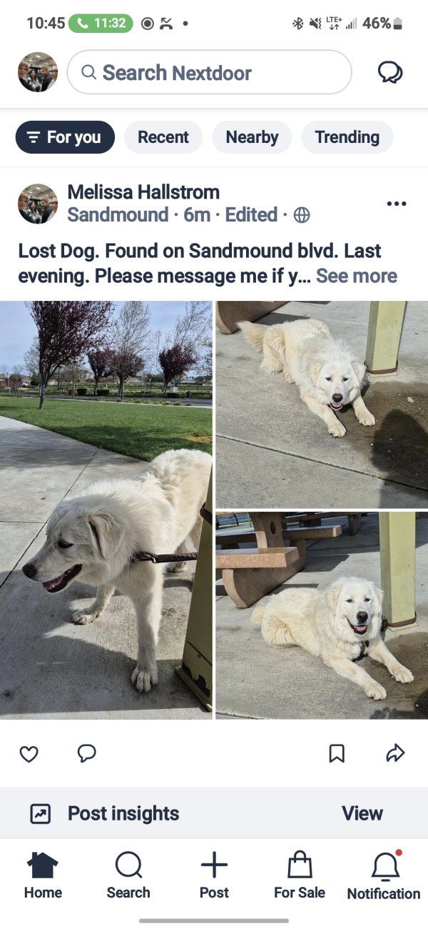 Found Great Pyrenees in California