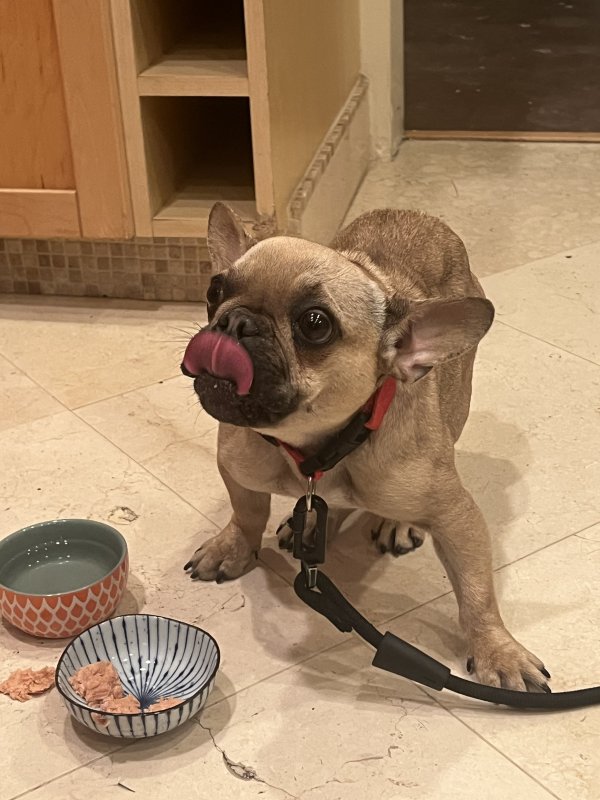 Found French Bulldog in California