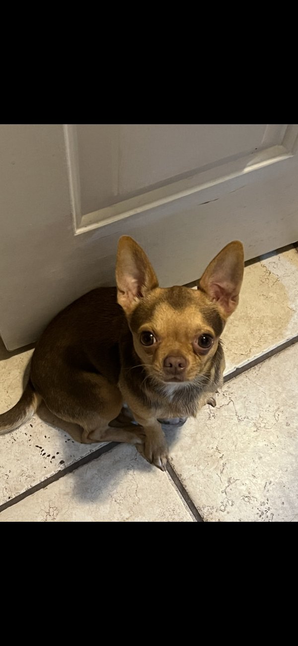 Lost Chihuahua in Houston, Texas