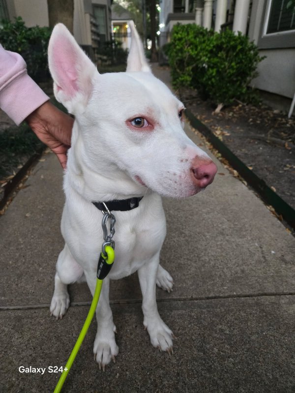 Found Pit Bull in Texas
