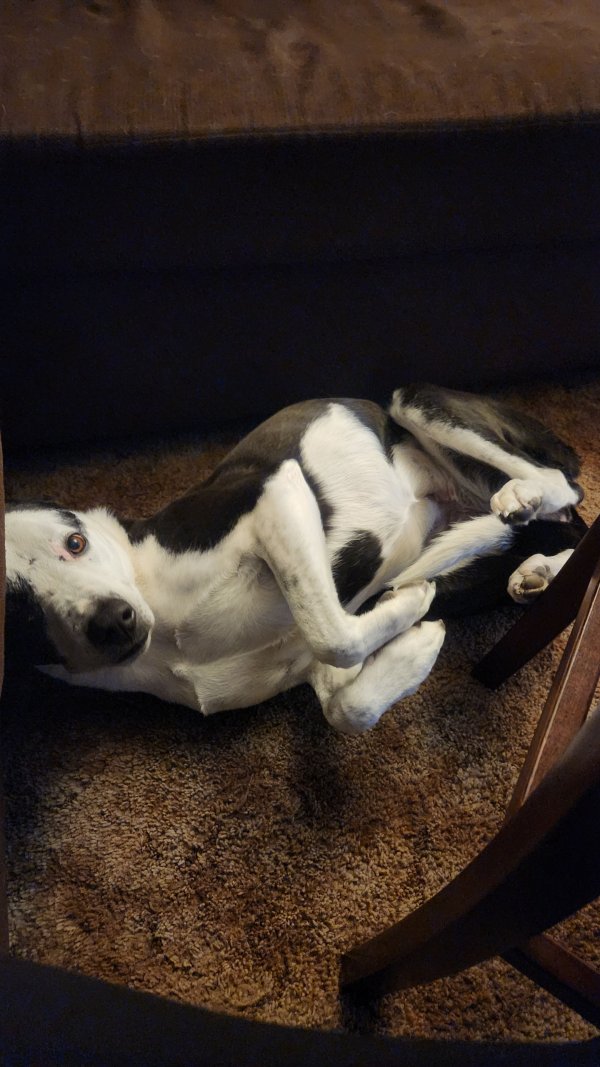 Lost Mutt in California